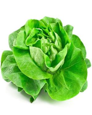 Lechuga española Unidad